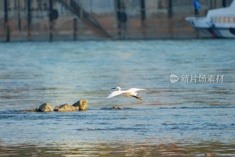 澜沧江旁飞翔的白鹭