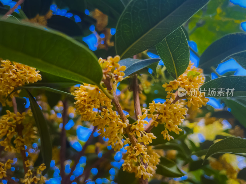 盛开的黄色桂花特写