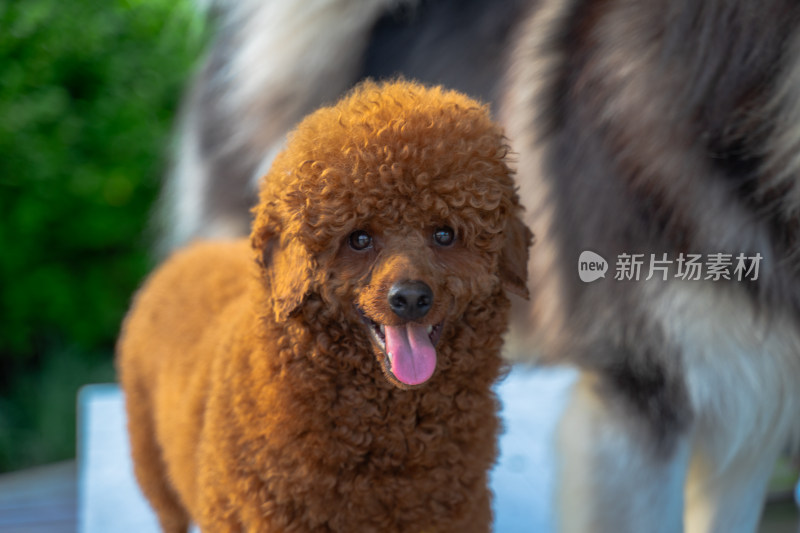 公园的泰迪犬贵宾犬