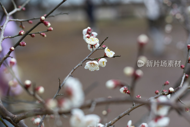 杭州湘湖盛开的白色梅花