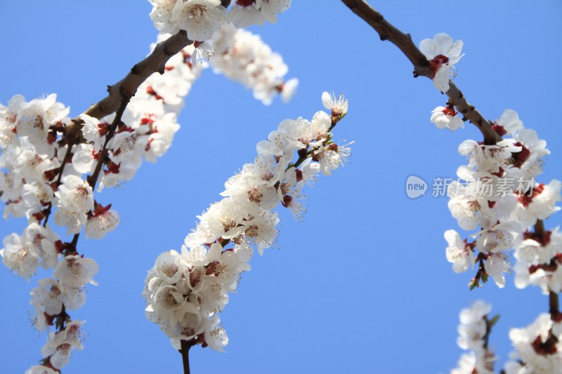 粉色桃花