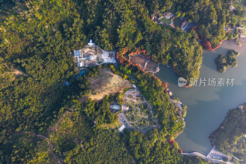 深圳仙湖植物园水杉林秋色