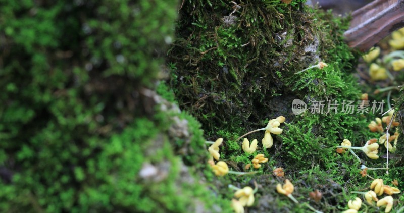 绿意盎然的苔藓与美丽桂花