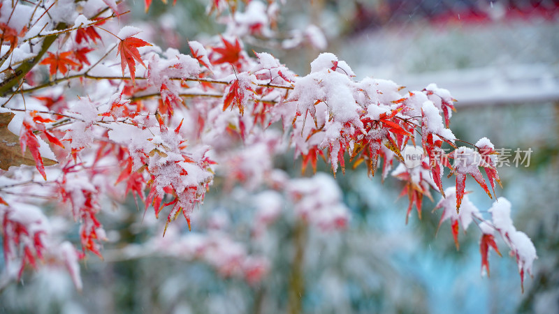 积雪枫叶