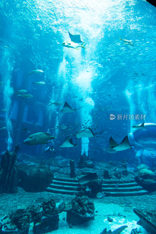 亚特兰蒂斯酒店水族馆