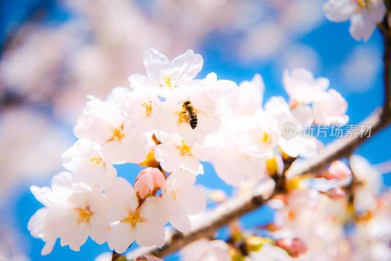 春天樱花蜜蜂采蜜