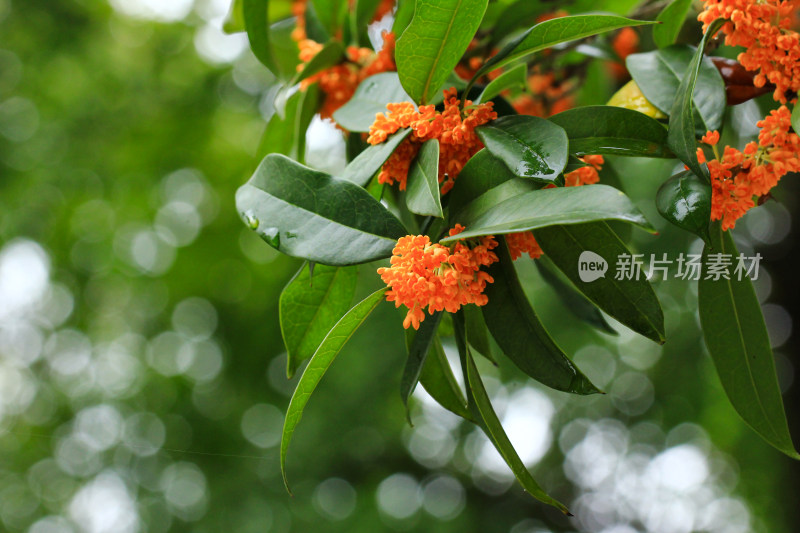 丹桂花枝背景实拍素材