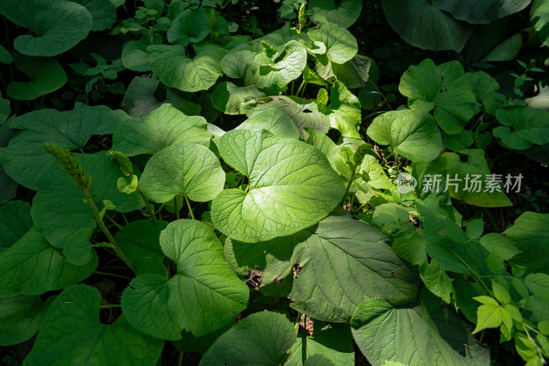 草本植物菊科植物橐吾