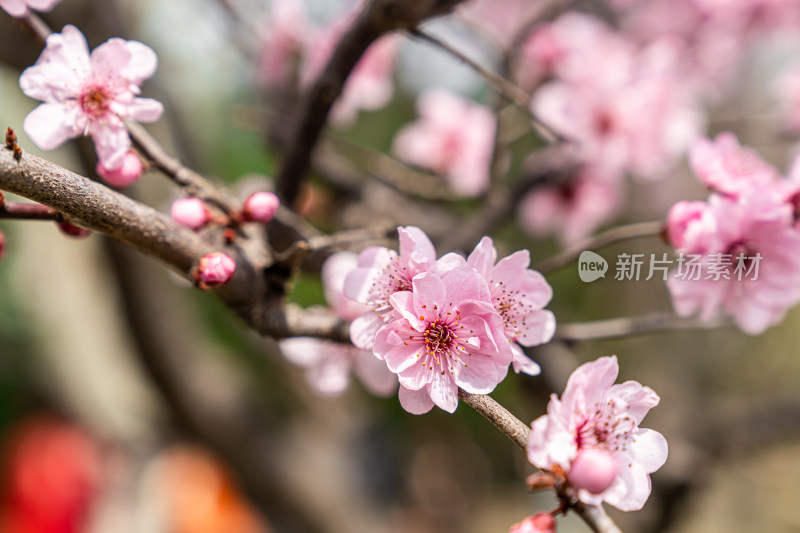 冬天梅花盛开的特写