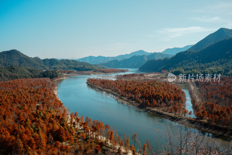 山林间色彩斑斓的红杉林秋景