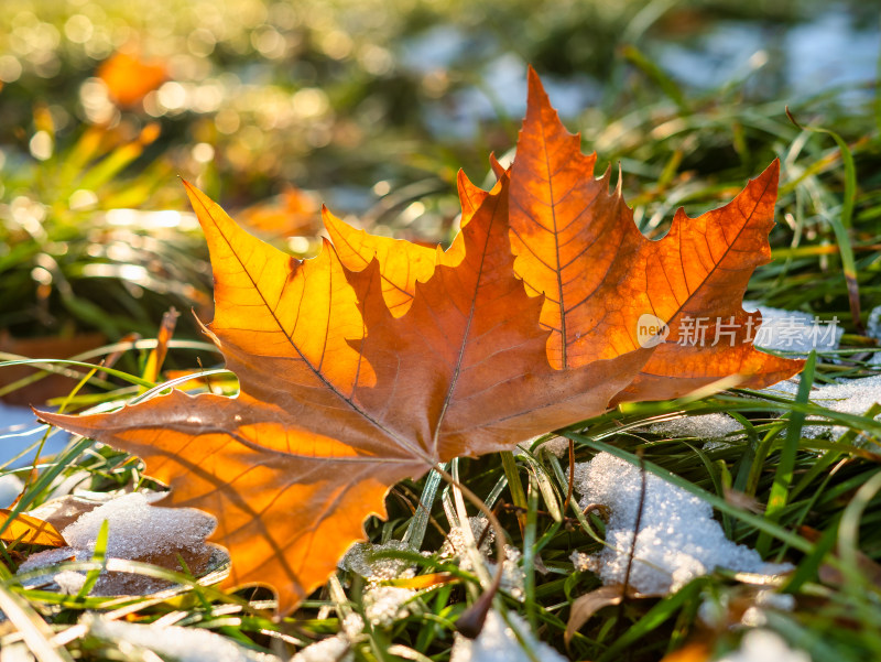 秋冬季节草丛里的落叶特写