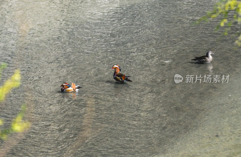 重庆酉阳：鸳鸯群聚戏溪水