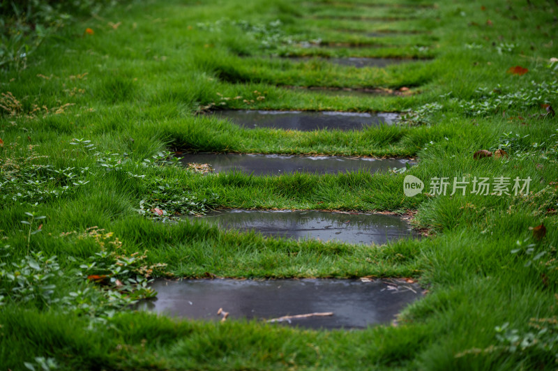 雨中自然