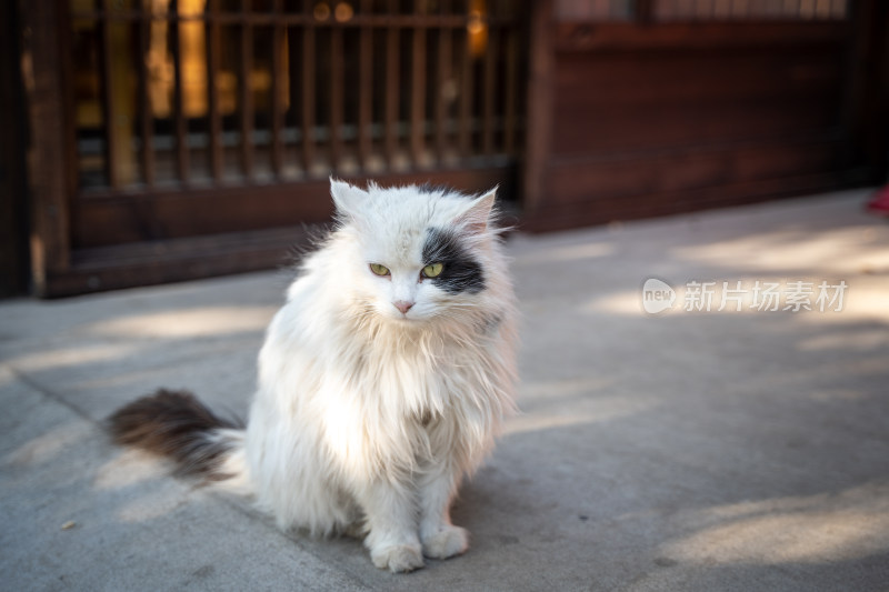 狮子猫流浪猫在木屋外