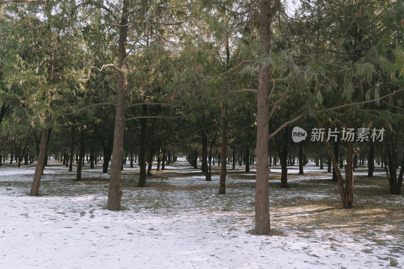 积雪覆盖的树林景观