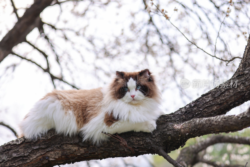一只在梅花树上的海豹双色布偶猫