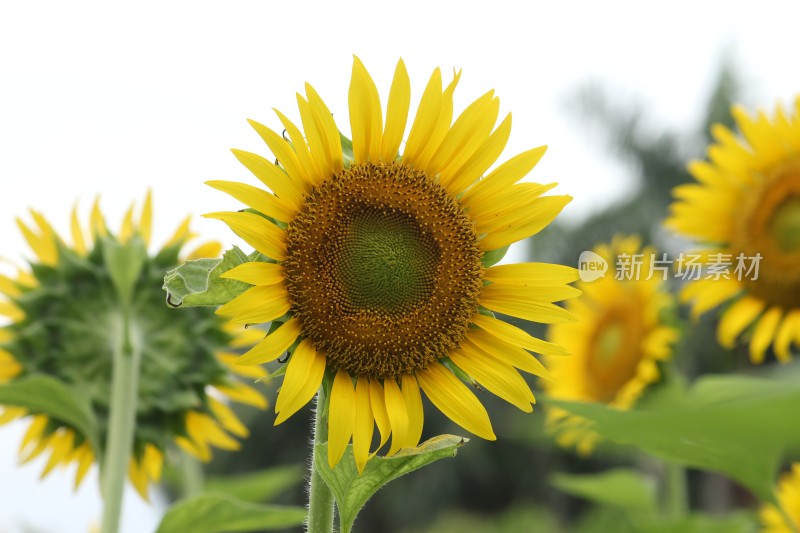 大片向日葵花田绿叶黄花生机勃勃