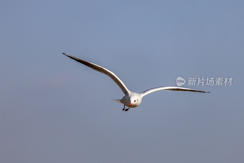 海鸥、红嘴鸥