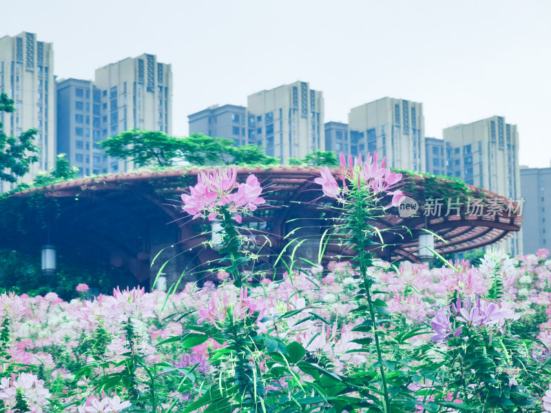 佛山市千灯湖公园醉蝶花花海