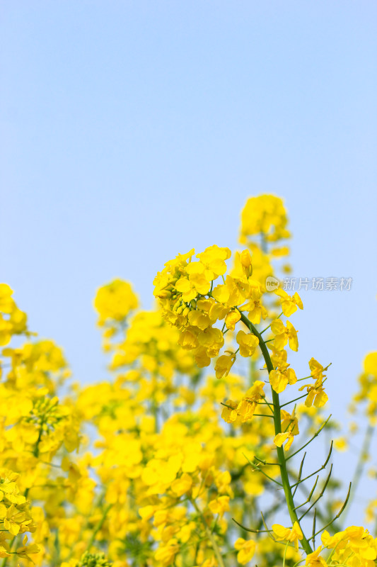 蓝色自然背景中的油菜花