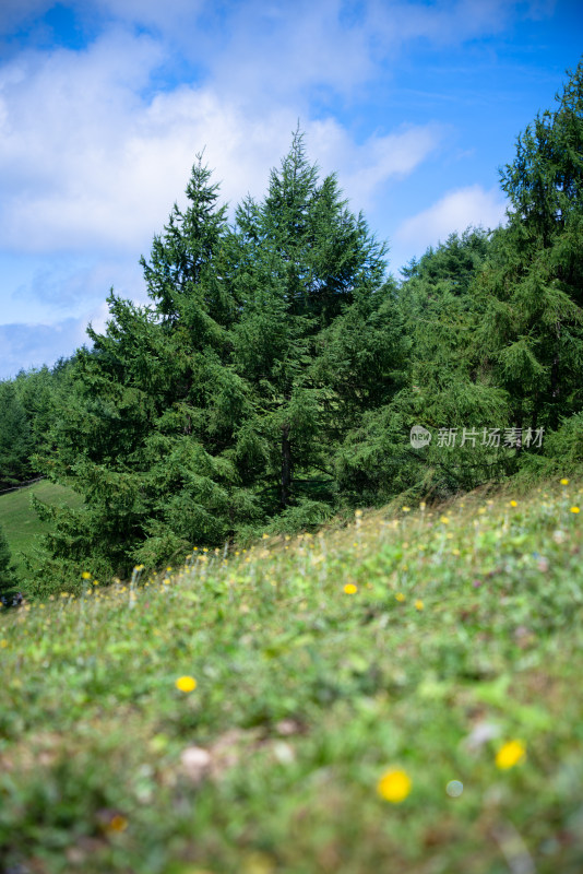 阳光下的草原牧场