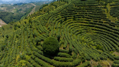 茶叶茶山茶艺茶园采茶茶红茶绿茶春茶茶叶茶