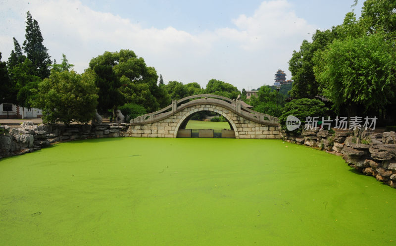 公园湖面布满绿色浮萍