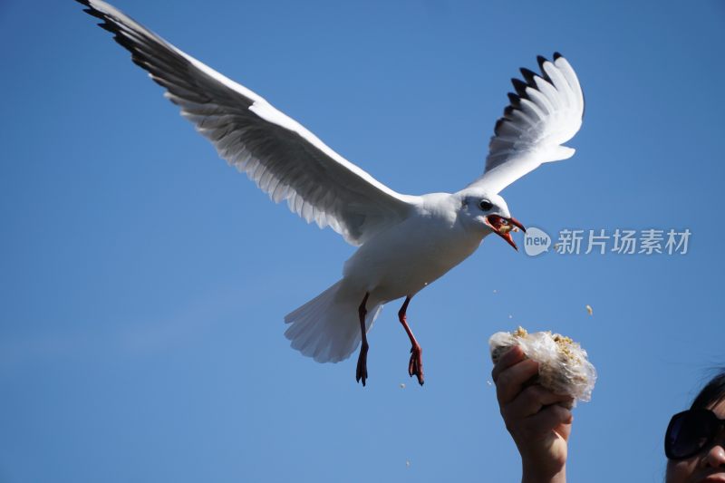 红嘴鸥图片