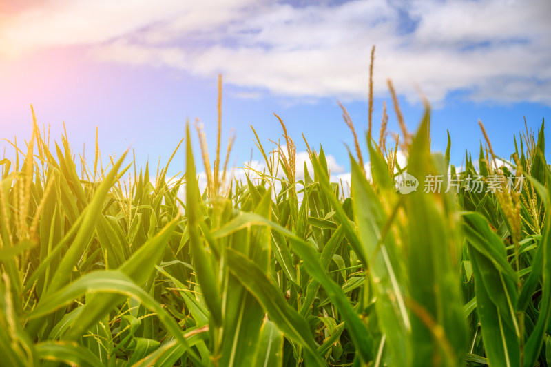 夏季蓝天白云下的玉米地