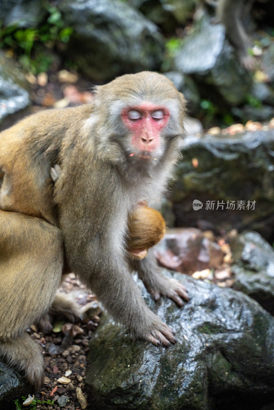 野外石头上的猴子