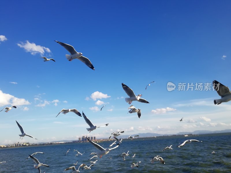 海面上飞翔的海鸥