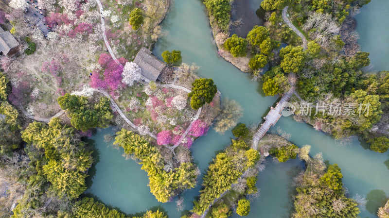 杭州西溪湿地探梅节梅花