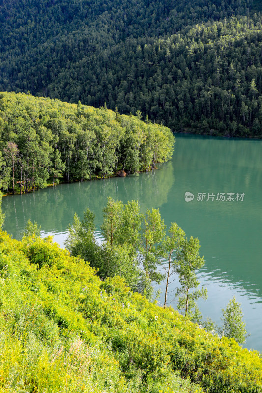 新疆阿勒泰喀纳斯卧龙湾森林河流自然风光