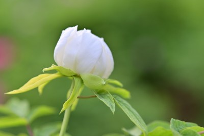 白色牡丹花特写