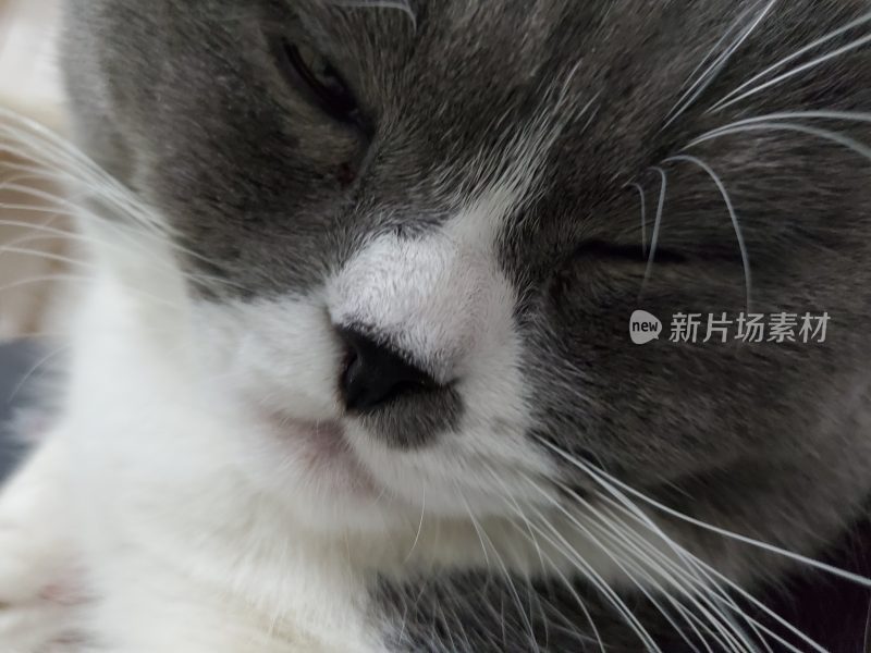 猫的睡姿