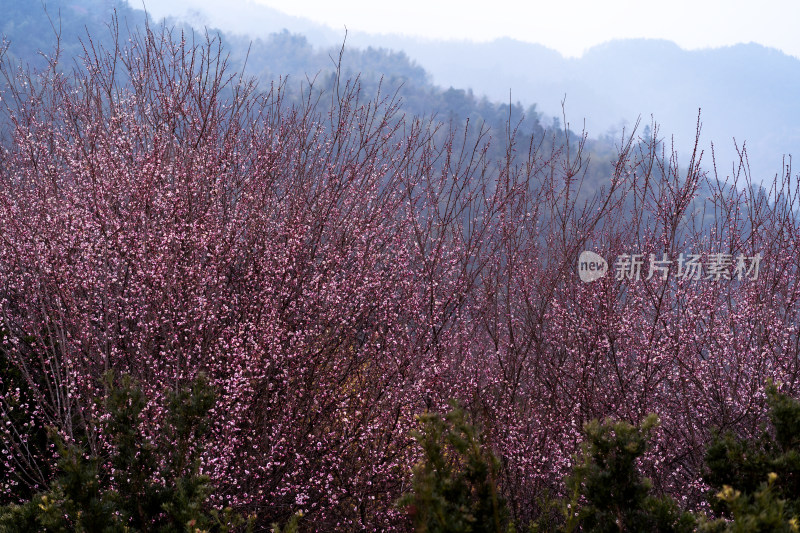 安徽歙县卖花渔村梅花盛开