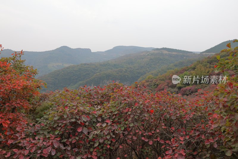 红叶柿岩景区风光