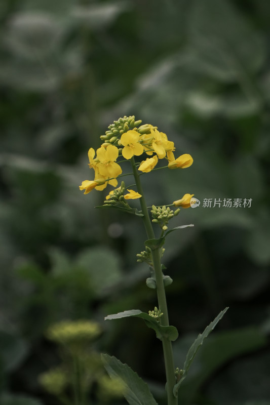 特写黄色油菜花