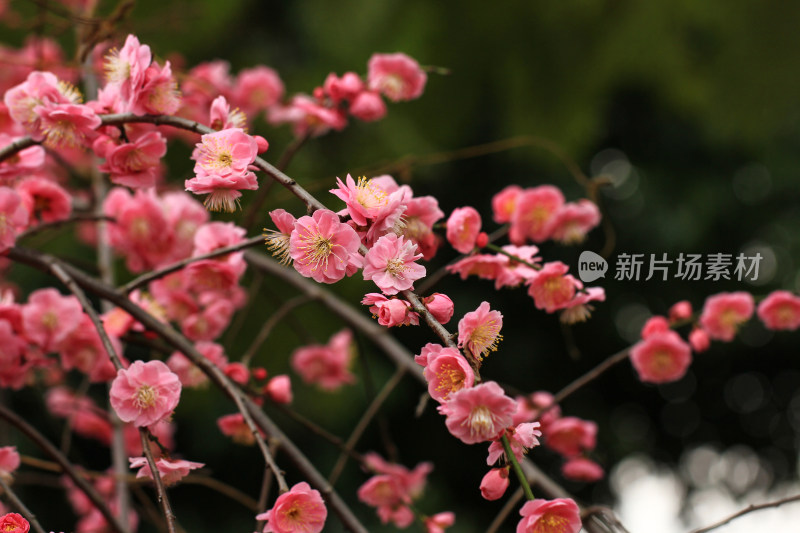 粉红色春梅花海实拍背景