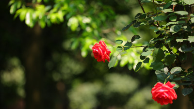 蔷薇科红色月季花