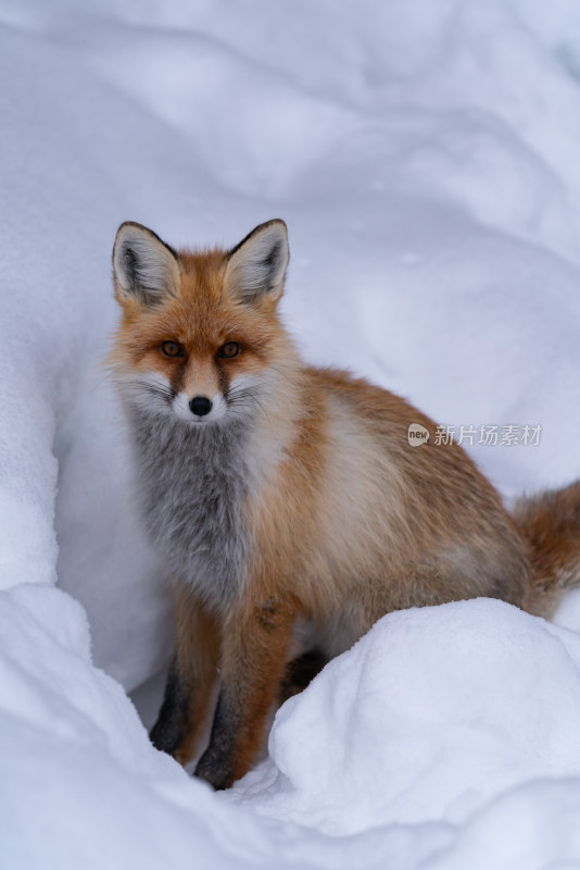 新疆喀纳斯雪地里的野生狐狸