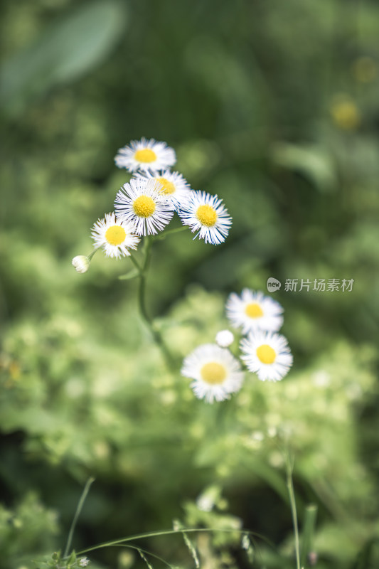 野外清新淡雅的雏菊花丛特写