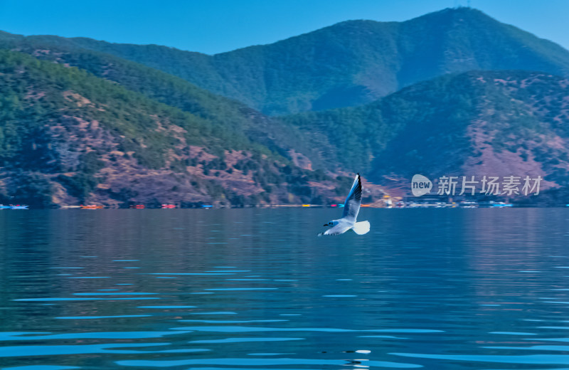 云南丽江泸沽湖海鸥飞鸟野生动物