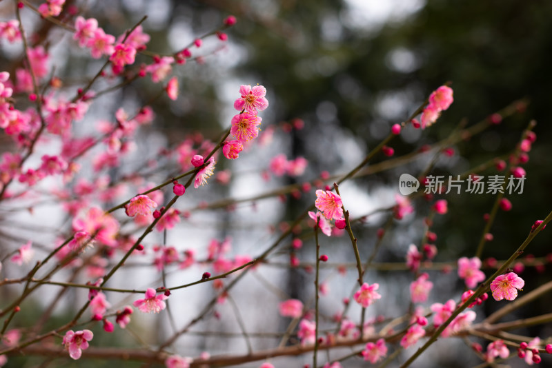 襄阳万山梅园盛开的粉色梅花