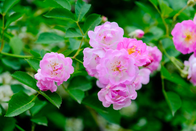 春天盛开的花朵