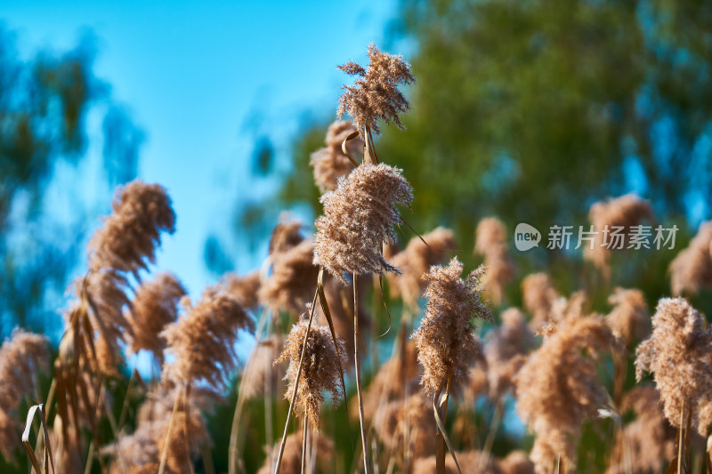 夕阳下的芦苇丛