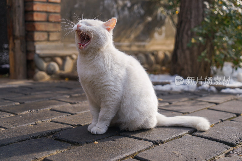 街道上的白猫困打哈气