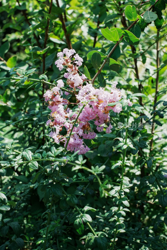 北京国家植物园紫薇花