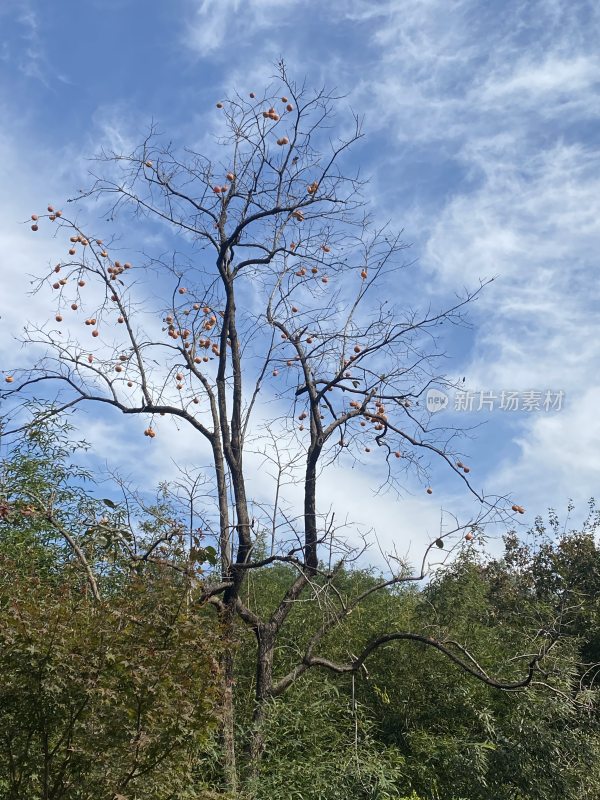 北京香山公园的初秋唯美景色