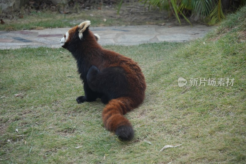 草地上坐着的小熊猫